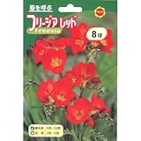 秋植え球根 フリージア レッド 一重 (543898)