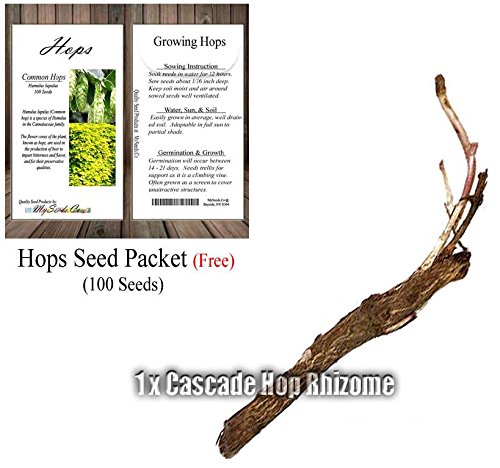 Cascade Hop Rhizome - Humulus lupulus - Hop Root Rhizome - By MySeeds.Co (1 x Cascade Rhizome)