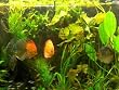 Hintergrundmix, 5 T�pfe Aquarienpflanzen, 5 Sorten