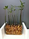 10 Red Mangrove Seedlings in Rectangular Vase Arrangement