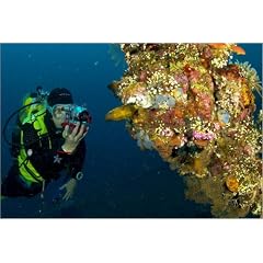 Poster 30 x 20 cm - "Diver taking photographs of wreck of the USS Liberty which is carpeted in hard and soft corals." von Mark Webster / Lonely Planet Images - auch in anderen Gr��en und als Leinwandbild erh�ltlich
