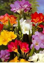 Mixed Colors - Freesia 10 Bulbs - Indoors/Out -Welcome Spring!