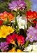 Mixed Freesia 15 Bulbs - Indoors/Out -Welcome Spri