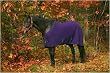 TuffRider Horse Thermo Manager Stable Sheet