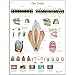 3B Scientific VR1263UU Glossy Paper The Teeth Anatomical Chart, Poster Size 20