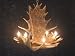 Moose 4 Antler Chandelier