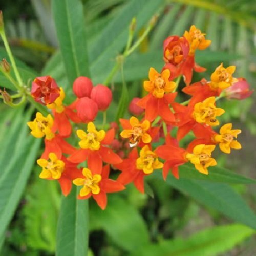 100 SUNSET / BLOOD FLOWER Scarlet Milkweed - Asclepias Curassavica Seeds *Comb S/H 100 SUNSET / BLOOD FLOWER Scarlet Milkweed - Asclepias Curassavica Seeds *Comb S/H