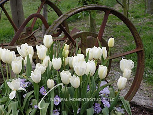 Wagon Wheel Tulips (YCF205) Ready to Hang Giclee Canvas Print