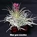 Crystal Red Star with Live Airplant - Tillandsia