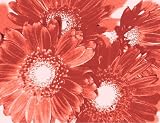 51uTN3FQrEL. SL160  Antique Daisy Card