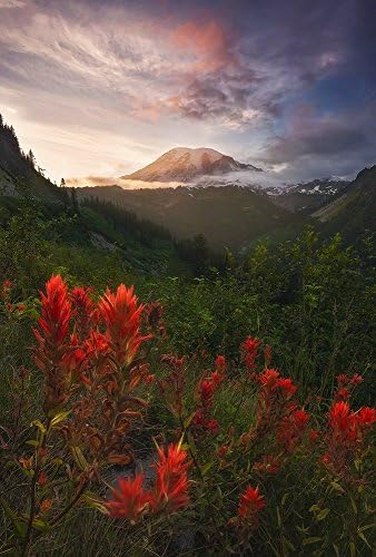"Mount Rainier" Fine Art Print, Volcano, Washington, Wildflowers, Cascade Range, Mountain, Valley, Landscape - Travel Photography, Print, Wall Art