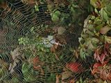 Golden Orb Weaver Spider in Web Photographic Poster Print, 16x12