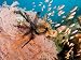 Anthias Fish Swim by a Sea Fan with a Black Crinoid Feather Star, Bali, Indonesia Pho...