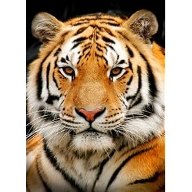 Tiger Poster Print A3 size
