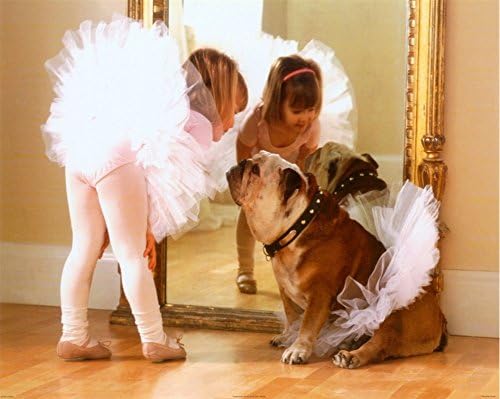 buyartforless Reluctant Dancer 16x20 Art Print Poster Ballerina Dog Dance Ballet Mirror Cute Bulldog