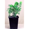 Pygmy Japanese Andromeda True Bonsai - Indoors or Out!