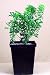 Pygmy Japanese Andromeda True Bonsai - Indoors or Out!
