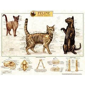 Feline Skeletal System Anatomical Chart Plastic