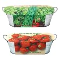 Buzzy Windowsill Garden Kit 2-pk.