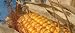 Cooperatives and New Uses for Agricultural Products: An Assessment of the Fuel Ethanol Industry