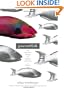 Parrotfish