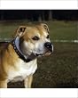 staffordshire bull terrier coat