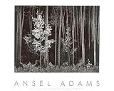 Aspens, Northern New Mexico, 1958 by Ansel Adams - 24 x 30 inches - Fine Art Print / Poster