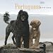 Portuguese Water Dogs 2009 Square Wall Calendar