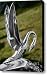 1949 Packard Hood Ornament Canvas Print / Canvas Art - Artist Susan Isakson 1949 Packard Hood Ornament Canvas Print / Canvas Art - Artist Susan Isakson