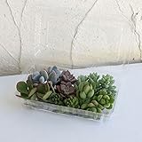 [人気！]多肉植物切り芽（カット芽）12芽入りパッケージ