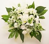 Natural Cream Organic Baby Bouquet (Organic Cream)