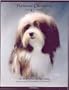 Havanese Champions, 2004-2007