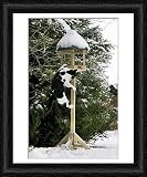Framed Print of Cat - black a white cat climbing up a bird feeding table in snow from Ardea