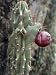 Close-Up of a Hedge Cactus (Cereus Peruvianus) Photographic Poster Print by C. Sappa, 30x40