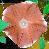 Chocolate Morning Glory 10 Seeds NEW COLOR!