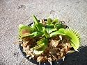 King Henry Giant Venus Flytrap (Fly Trap) Carnivorous Plant Grows 1.5 inch traps with 3 inch pot