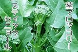 【生産農場直送】 茎ブロッコリー苗 【スティックセニョール】茎ブロッコリー 葉菜苗 9cmポット プロ農家も使う葉菜苗 野菜苗 ガーデニング 家庭菜園