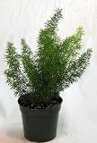 Foxtail Fern - 4 Pot - Easy to Grow - Great Houseplant