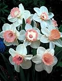 51ua0Pf6VnL. SL160  Flowering Bulbs for your Garden from A (Amaryllis) to Z (Zephyranthes)