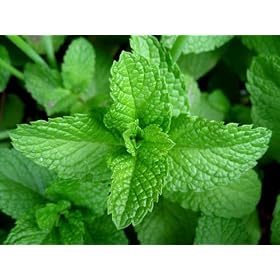 Mint Leaves / Fresh - 0.75oz bag