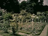 Garden with Carnation Blooms Photographic Poster Print by Henrie Chouanard, 30x40
