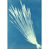 Fescue Grasses, by Anna Atkins (Print On Demand)