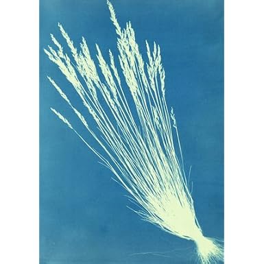 Fescue Grasses, by Anna Atkins (Print On Demand)