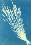 Fescue Grasses, by Anna Atkins (Print On Demand)
