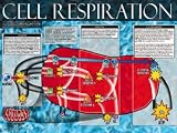 Cell Respiration 24x18