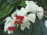 Amazon / Emerald Goddess Gardens: Live White Red Bleeding Heart Vine Plant Clerondendren thomsoniae Plant