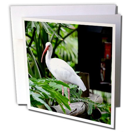 Susans Zoo Crew Animals - ibis standing on fence plants feeder - 12 Greeting Cards with envelopes (gc_178472_2)
