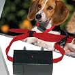 Anti-bark Dog Training Shock Control No Barking Collar from Kingsmart