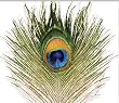 Peacock Eye Feather Natural Fly Tying Material