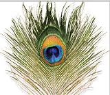 Peacock Eye Feather Natural Fly Tying Material